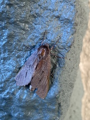 Lapara coniferarum
