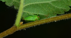 Iassus scutellaris