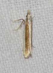 Dichomeris marginella