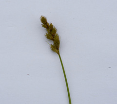 Carex crawfordii