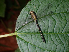 Stylogomphus sigmastylus