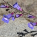 Mountain Blue Penstemon - Photo (c) Jeb Bjerke, some rights reserved (CC BY-NC-SA)