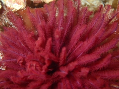 Eudistylia polymorpha