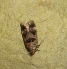 Mirificarma maculatella