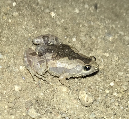Microhyla ornata