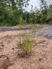 Cyperus houghtonii