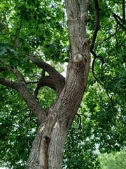 Quercus