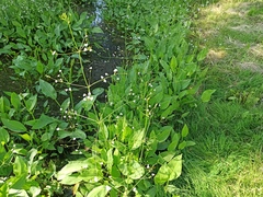 Alisma plantago-aquatica