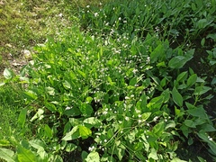 Alisma plantago-aquatica