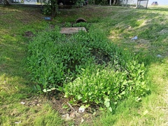 Alisma plantago-aquatica