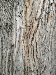 Quercus