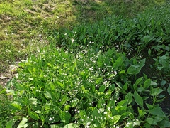 Alisma plantago-aquatica