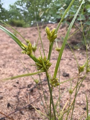 Cyperus houghtonii