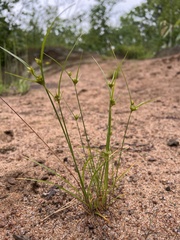 Cyperus houghtonii