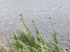 Sonchus palustris