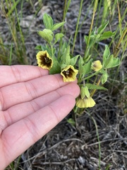Physalis virginiana