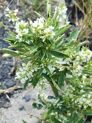 Melilotus albus