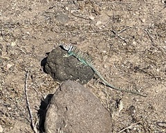 Crotaphytus