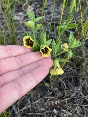 Physalis virginiana