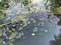Potamogeton natans