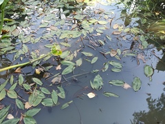 Potamogeton natans