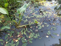 Potamogeton natans