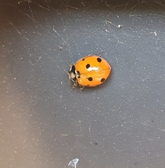 Coccinella septempunctata