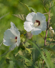 Hibiscus lasiocarpos