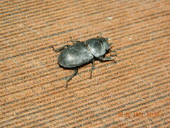 Dorcus parallelipipedus