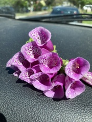 Digitalis purpurea