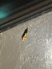 Platycentropus radiatus