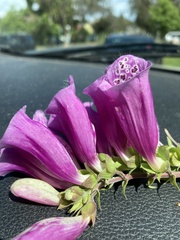 Digitalis purpurea