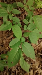Diospyros virginiana