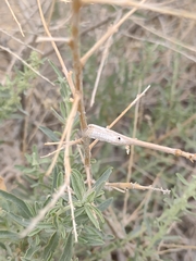 Neolasioptera willistoni