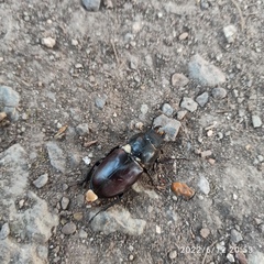 Lucanus cervus