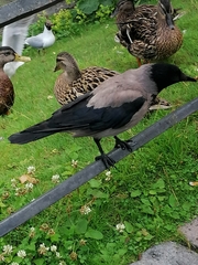 Corvus cornix