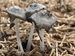 Coprinopsis cinerea