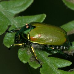 Callistethus stoliczkae