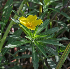 Ludwigia grandiflora