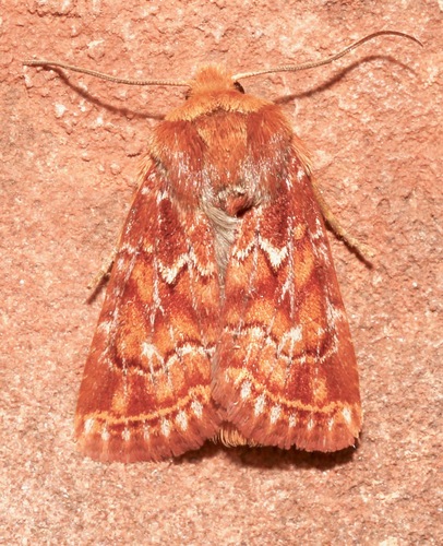 Homorthodes reliqua