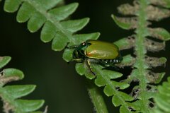 Callistethus stoliczkae
