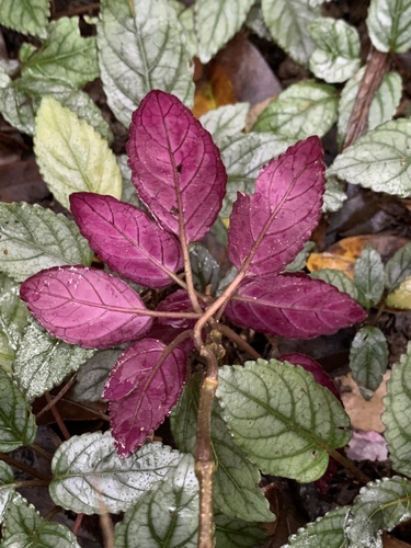 Strobilanthes alternata