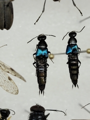 Philonthus caeruleipennis