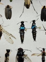 Philonthus caeruleipennis