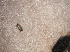 Ambrysus