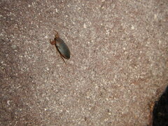 Ambrysus