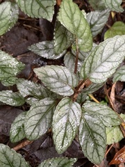 Hemigraphis alternata