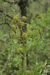 Prionosciadium