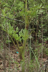 Prionosciadium
