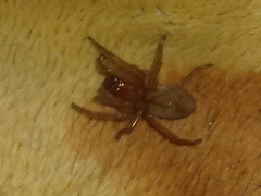 Arachnida
